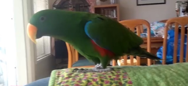 «Sexy And I Know It»: знайшовся папуга, який сексуально танцює (ВІДЕО)