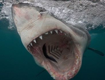 Небезпечний фотопроект: американський фотограф представив страшні знімки білих акул (фото)